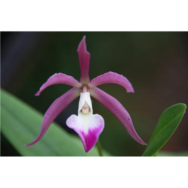 Cattleya Patrocinii x Encyclia brassavolae - Orchids for the People