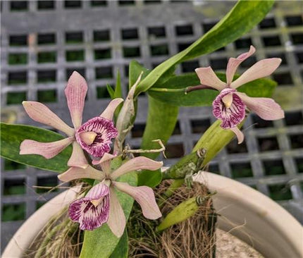 Cattleya Patrocinii x Encyclia radiata - Orchids for the People