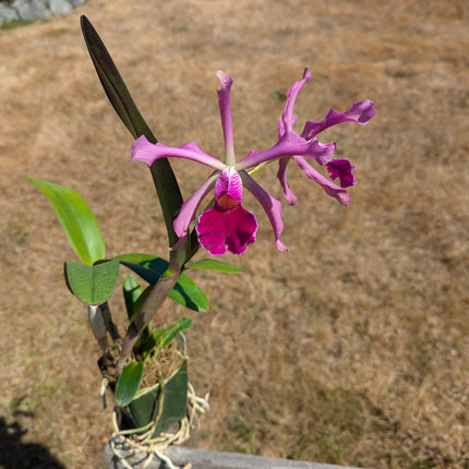 Cattleya Antigone (C schilleriana x C purpurata)