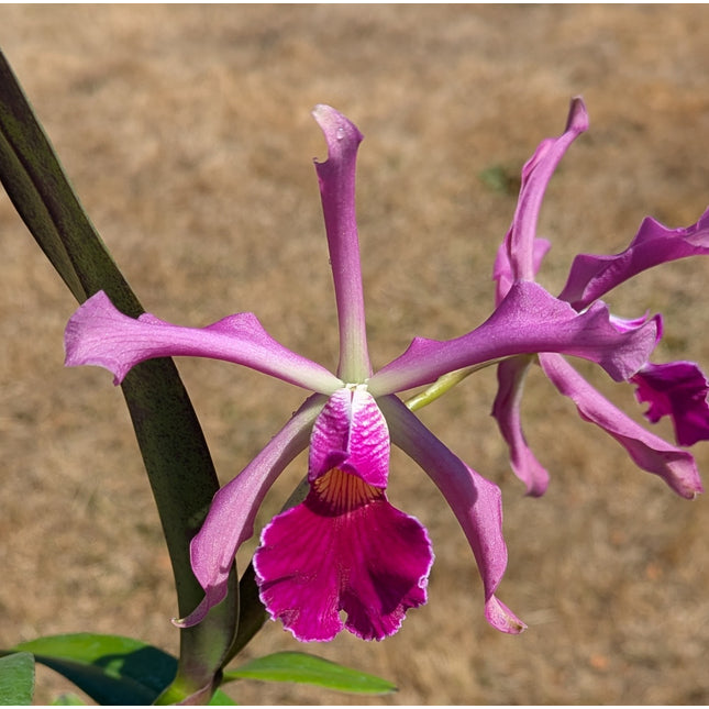 Cattleya Antigone (C schilleriana x C purpurata)