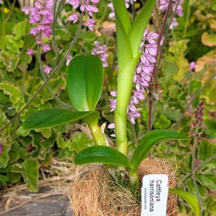 Cattleya harrisoniana - Orchids for the People