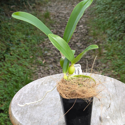 Cattleya harrisoniana x Panarica prismatocarpa