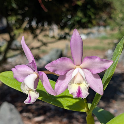 Cattleya harrisoniana x Panarica prismatocarpa