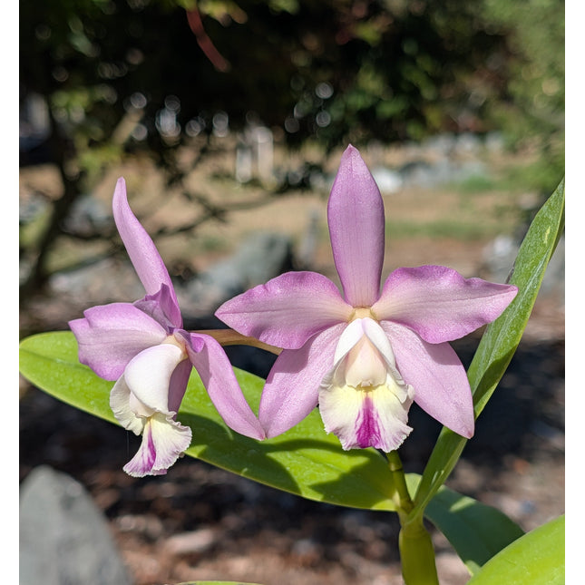 Cattleya harrisoniana x Panarica prismatocarpa