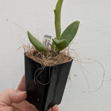 Cattleya loddigesii (011172) - Orchids for the People