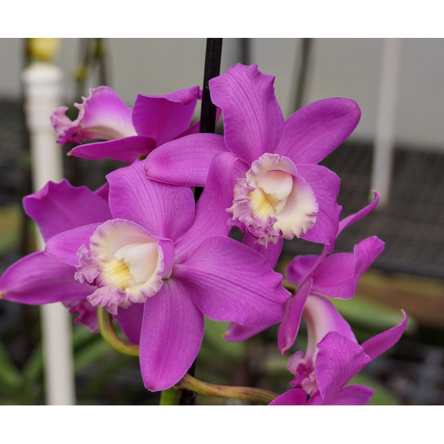 Cattleya loddigesii (011172) - Orchids for the People