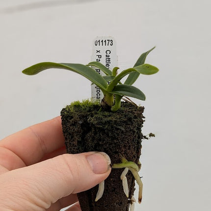 Cattleya loddigesii x Encyclia prismatocarpa (011173) - Orchids for the People