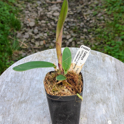 Cattleya Antigone (C schilleriana x C purpurata)