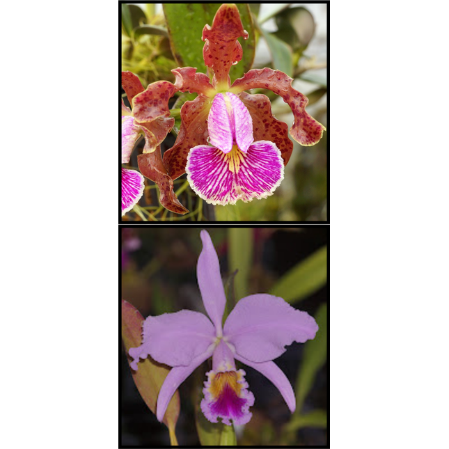 Cattleya (schilleriana x purpurata) (010803) - Orchids for the People