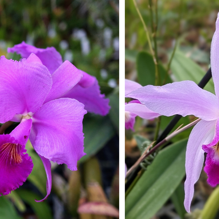 Compot:  Cattleya trianae x Laelia anceps