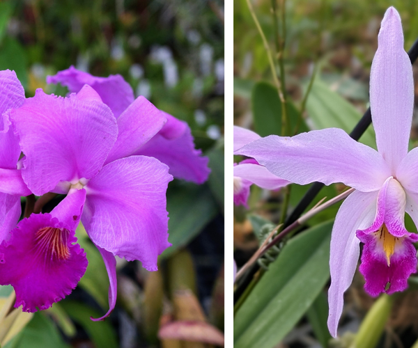 ケ*ン様 T. ehlersiana x chiapensis 植物販売】兵庫県宝塚市㈱陽春園植物場ネット通販『T.chiapensis X T