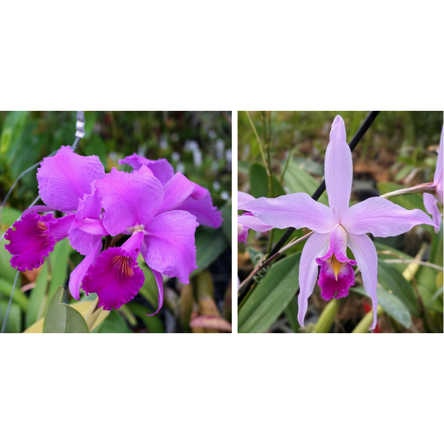Compot:  Cattleya trianae x Laelia anceps