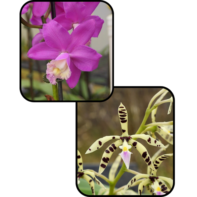 Cattleya loddigesii x Encyclia prismatocarpa (011173) - Orchids for the People