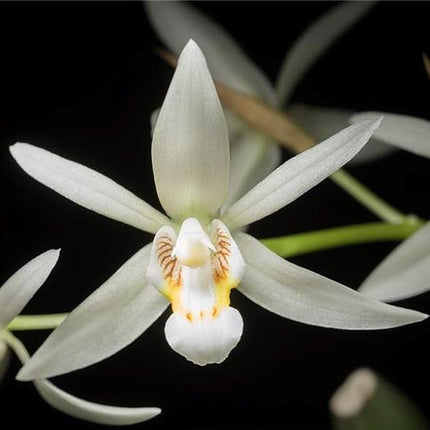 Coelogyne flaccida