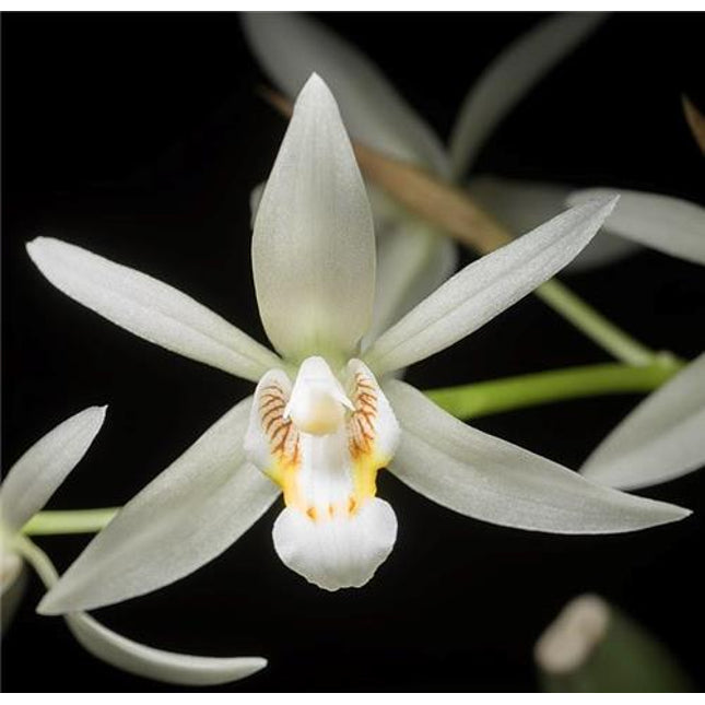 Coelogyne flaccida - Orchids for the People