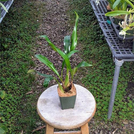 Coelogyne flaccida