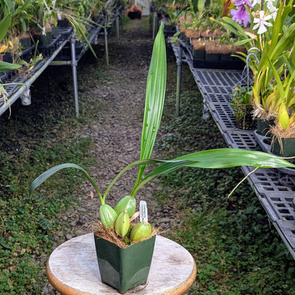 Coelogyne Unchained Melody