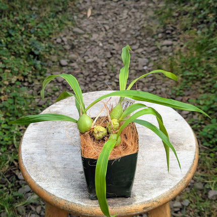 Coelogyne cristata