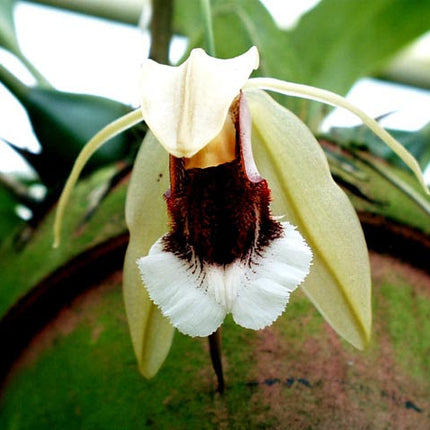 Coelogyne speciosa