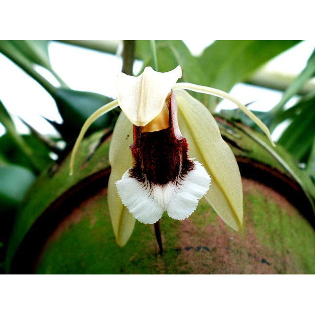 Coelogyne speciosa - Orchids for the People