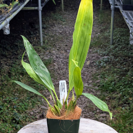 Coelogyne speciosa