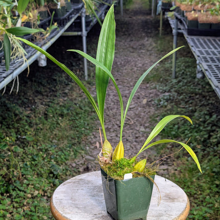 Coelogyne trinervis
