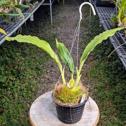 Coelogyne xyrekes