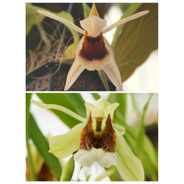 Compot:  Coelogyne (xyrekes x speciosa)