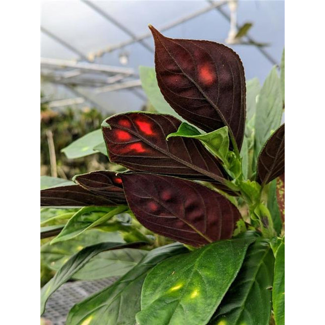 Columnea sanguinea 'Lia' - Orchids for the People