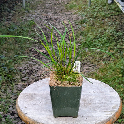 Dendrochilum stenophyllum