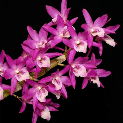 Dendrobium Rainbow Dance