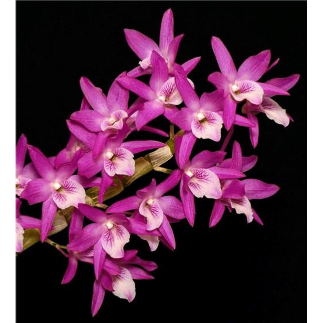 Dendrobium Rainbow Dance - Orchids for the People