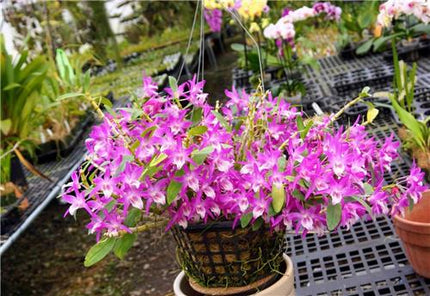 Dendrobium Rainbow Dance