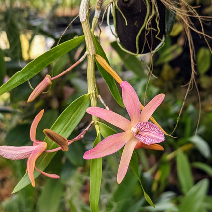 Compot:  Dendrobium (Rainbow Dance x unicum)