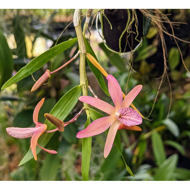 Compot:  Dendrobium (Rainbow Dance x unicum)