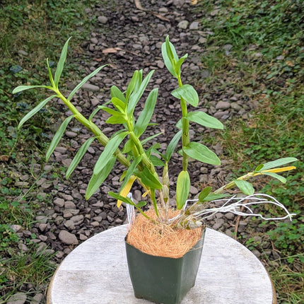 Dendrobium (aduncum x trantuanii)