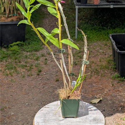 Dendrobium (aduncum x trantuanii) - Orchids for the People