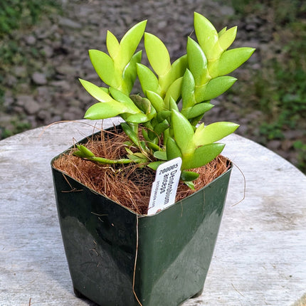 Dendrobium anceps