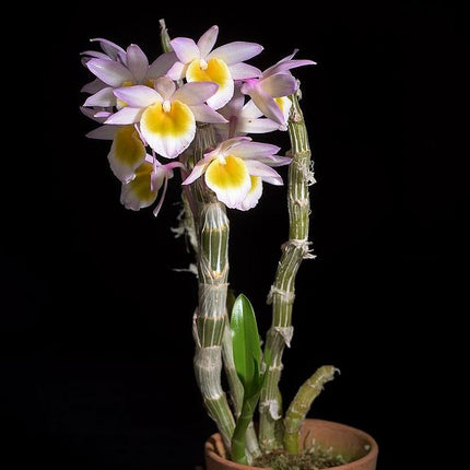Dendrobium crepidatum v assamicum - Orchids for the People