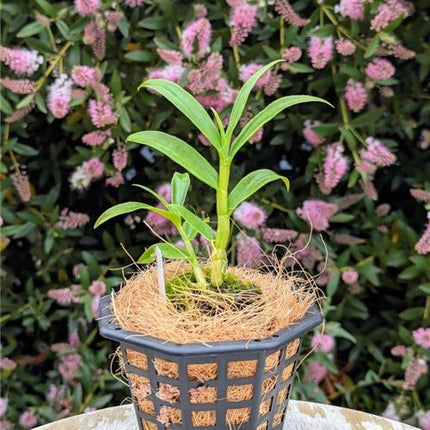 Dendrobium crepidatum v assamicum - Orchids for the People