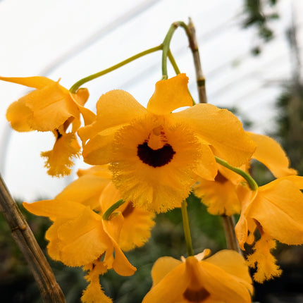 Dendrobium fimbriatum var oculatum - Orchids for the People