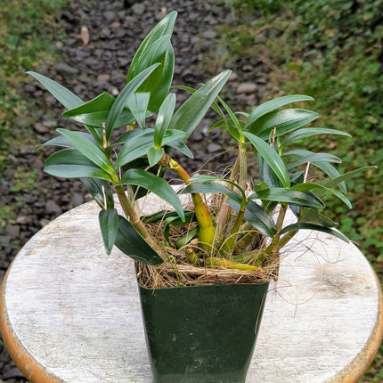 Dendrobium kingianum