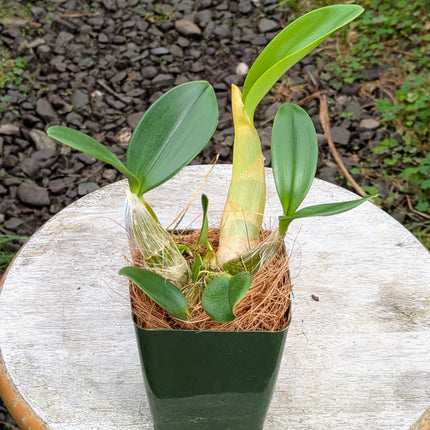 Dendrobium speciosum var curvicaule