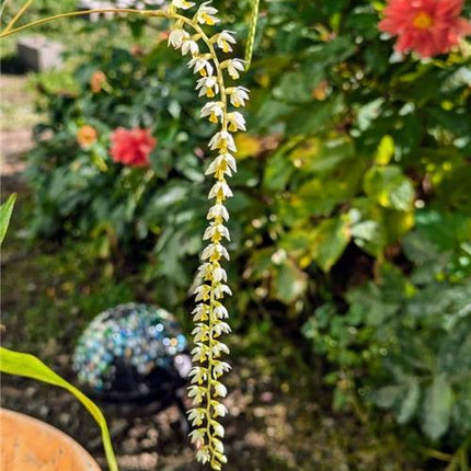 Dendrochilum cobbianum