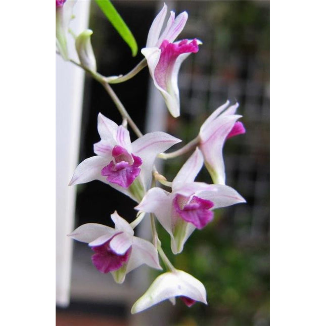 Dendrobium elliotianum - Orchids for the People
