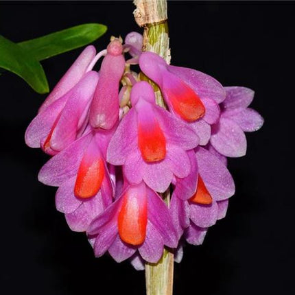 Dendrobium pseudoglomeratum