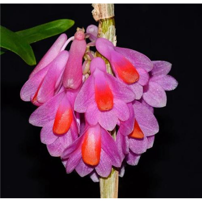 Dendrobium pseudoglomeratum - Orchids for the People