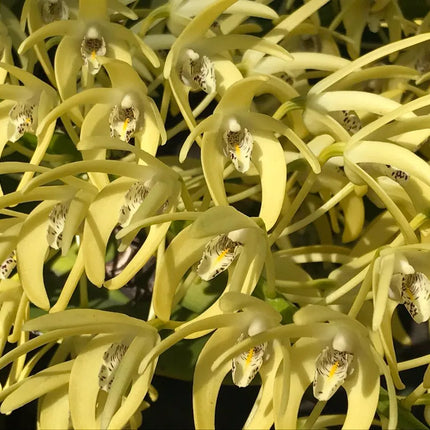Dendrobium speciosum var curvicaule