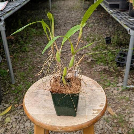 Dendrochilum pallidiflavens