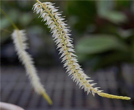 Dendrochilum glumaceum